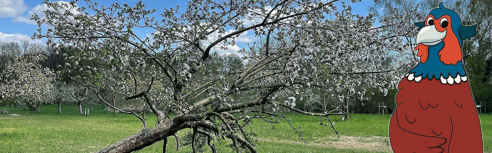 Streuobstwiese und Fabian