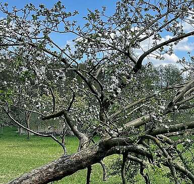 Streuobstwiese und Fabian