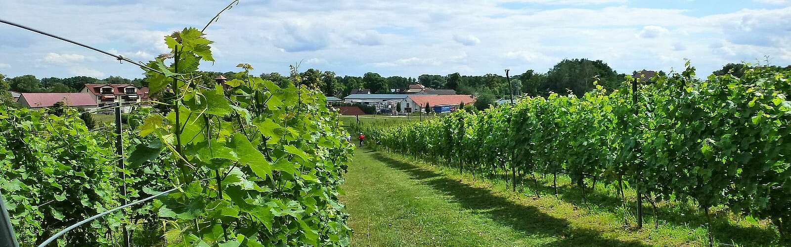 Weinberg in Bestensee
