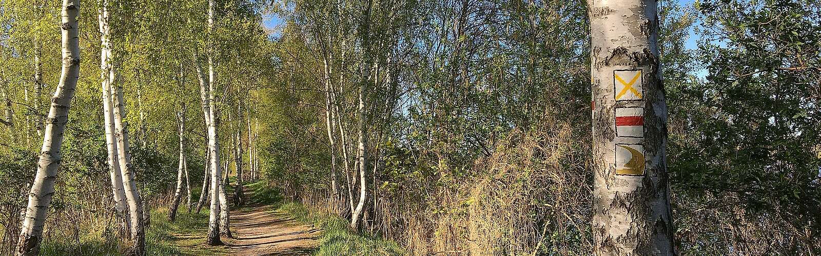 Wanderweg-Dahmewiesen-Wildau