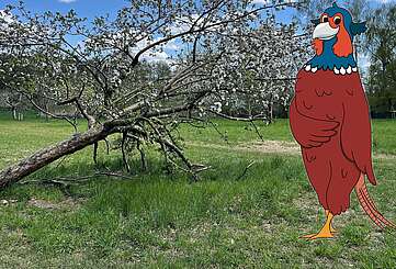 Streuobstwiese-und-Fabian_red