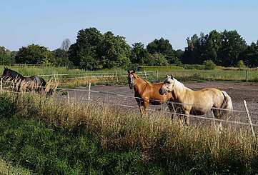 Pferde in Telz bei Mittenwalde
